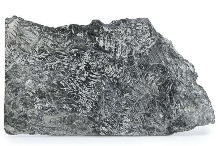 Fossil Seed Fern (Alethopteris) Plate - Pennsylvania #280549